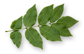 Big green leaf